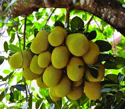 A Grade Kerala Jackfruit Packaging Size 10 Kg At Rs 20kg In