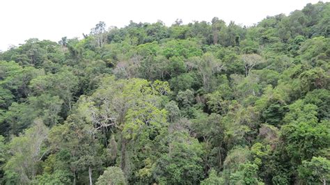 Ini Antara 7 Hutan Tertua Di Dunia 2 Daripadanya Terletak Di Malaysia
