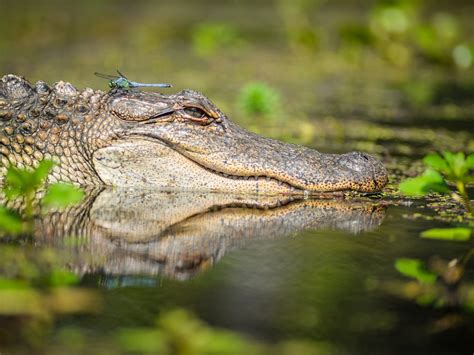 Wild Louisiana Kayak Swamp Tours New Orleans 2023 What To Know