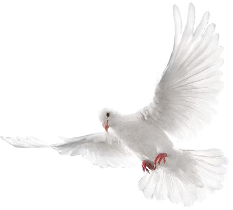 Free White Dove Transparent Background Download Free
