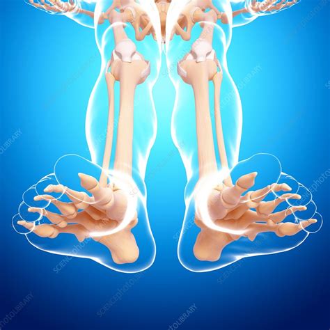 Human Leg Bones Artwork Stock Image F0075352 Science Photo Library