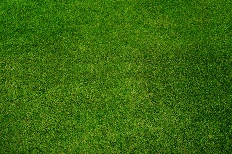 Green Grass Texture Background Top View Stock Photo Download Image
