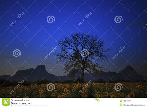 Night Photgraphy Of Sunflowers Field And Dry Tree Branch Against Stock
