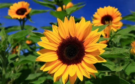 How To Grow Sunflowers In Your Garden Plant Instructions