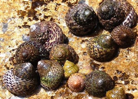 Gibbula Is A Genus Of Small Sea Snails Marine Gastropod Molluscs In