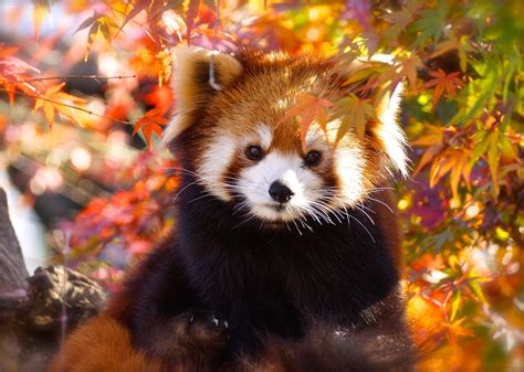 Red Panda Wallpapers Desktop Background Hoodoo Wallpaper