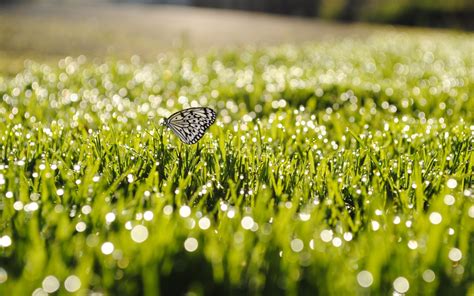 Tapety światło Słoneczne Woda Natura Trawa Pole Fotografia