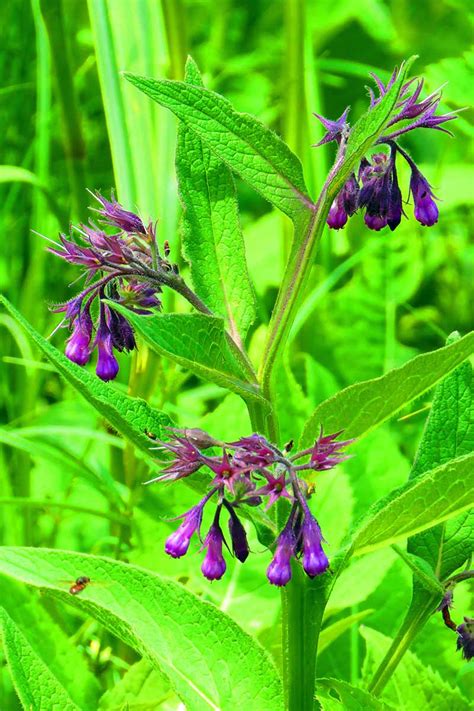 14 Wild Comfrey Plant Teriehummna