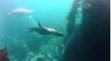 Seals are the most prominent of pinnepids, and the others to follow are sea lions and walruses. California sea lion vs harbor seal freediving Laguna Beach ...