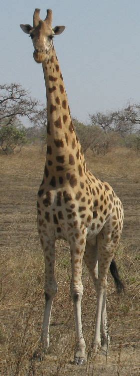 Image Giraffa Camelopardalis Peralta Nigerian Giraffe Giraffe