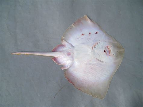 Free Picture Skate Ray Saltwater Fish Animal