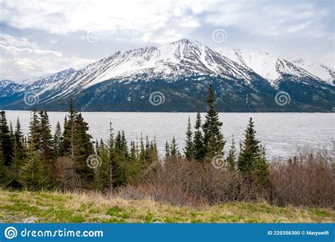 Tutshi Lake Evergreen Trees And Mountains In British Columbia Stock