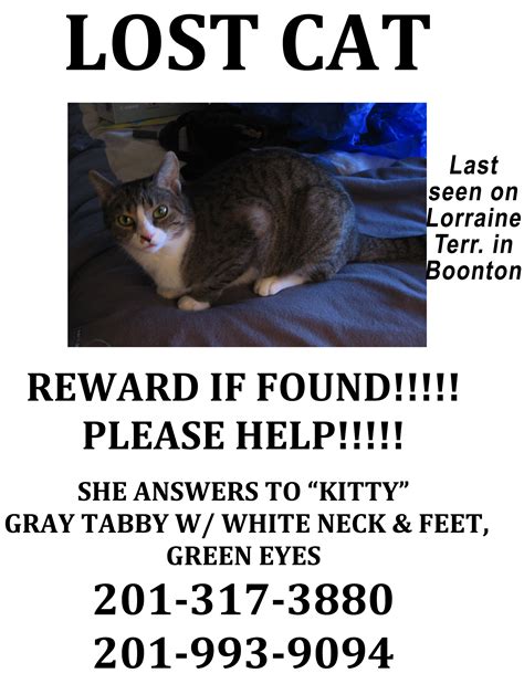 Lost Cat In Boonton Please Help Parsippany Nj Patch