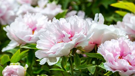 Live Blooming Peonies At The China National Flower Garden In Luoyang