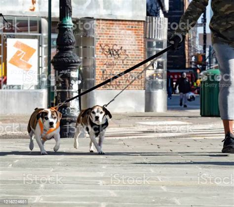 Two Dogs Walking Together In The West Village Stock Photo Download