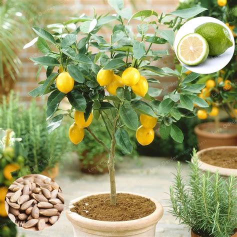 Pcs Lemon Bonsai Fresh Juicing Edible Healthy Exotic Ornamental