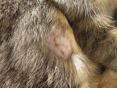 Abscesses In Cats Causes Signs And Care Vet Answer Catster