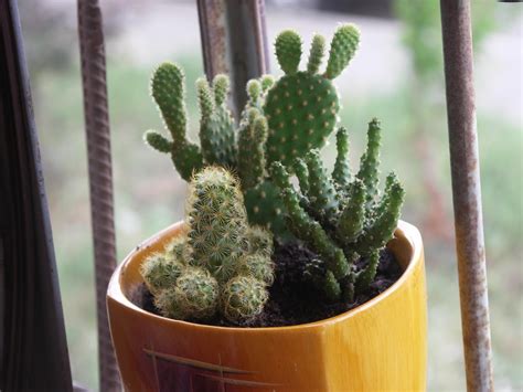 How do cacti live without water? My Apartment Plants: How Often Should You ACTUALLY Water a ...