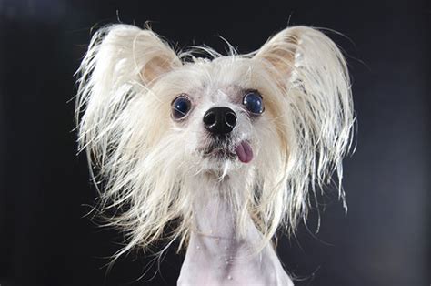 photographers portraits  hairless dogs warn   dangers  messing  nature