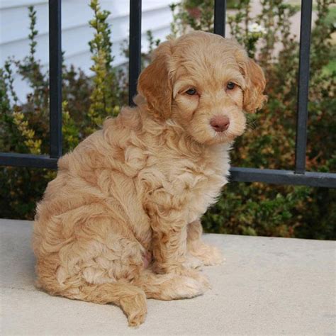 We breed quality, health tested, medium, and standard sizes for service, therapy, and family pets. Labradoodle Puppies For Sale In Florida From Vetted Breeders