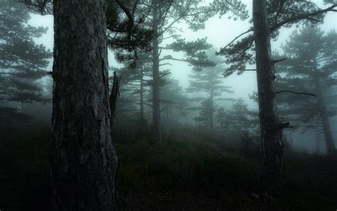 Pine Trees Morning Forest Mist Atmosphere Dark Trees Nature