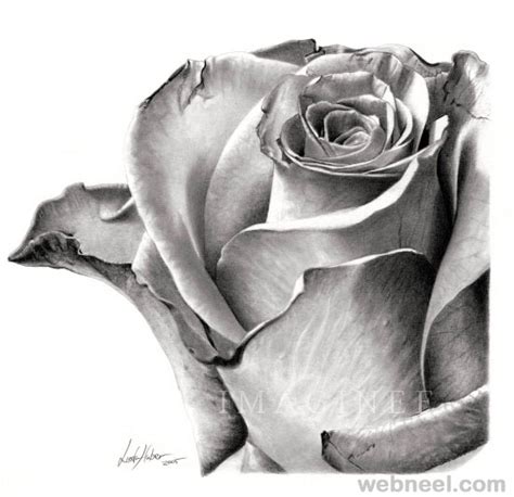 25 Beautiful Rose Drawings And Paintings For Your Inspiration