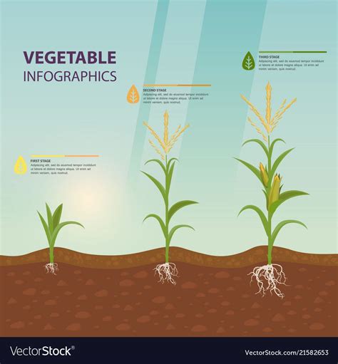 Maize Or Corn Growth Stages In Form Of Infographic Vector Image On