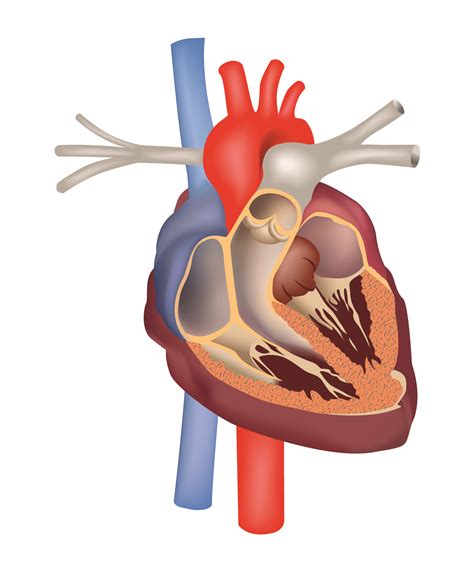 Válvula Cardíaca Atlas Da Saúde