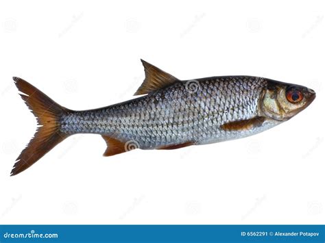 Single Roach Fish Stock Image Image 6562291