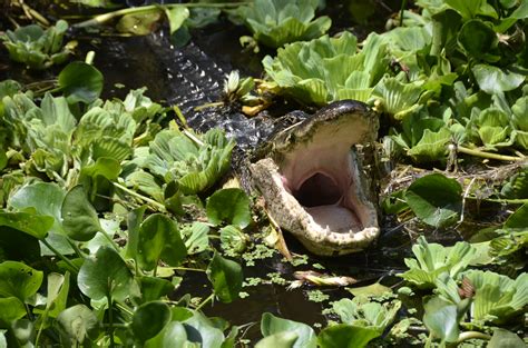 Crocodile In The Swamp Wallpapers High Quality Download Free
