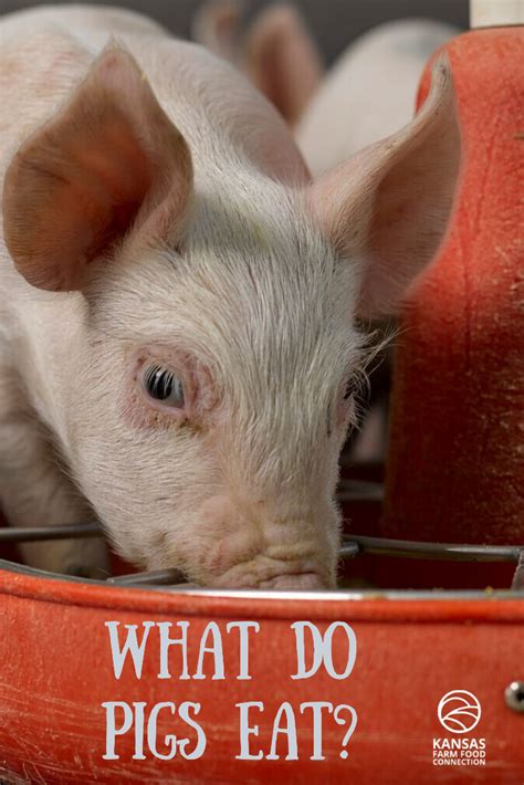 What Do Pigs Eat Kansas Farm Food