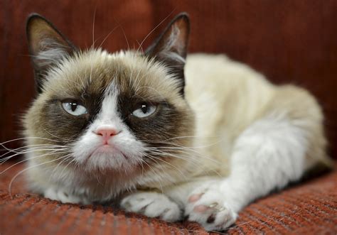 Grumpy Cats Owner Is Now Filthy Rich Complex