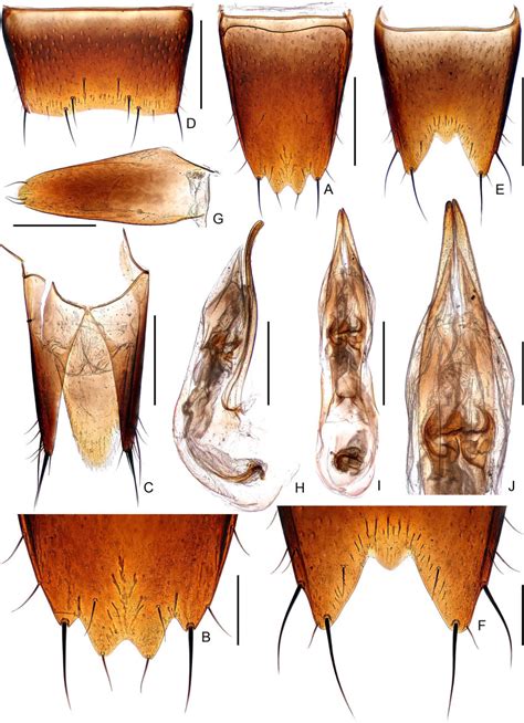 Male Diagnostic Features Of Pseudotachinus Bilobus Sp N A Tergite
