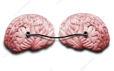 Two Brains Connected By A Wire Stock Image F Science Photo Library