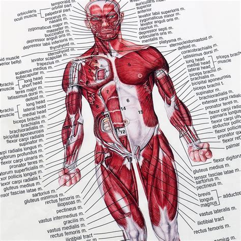 Buy 60cm80cm Muscle System Posters Silk Cloth Anatomy Chart Human Body