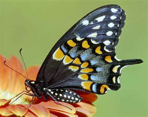 Spicebush Swallowtail Butterfly Photograph By Millard H Sharp Fine