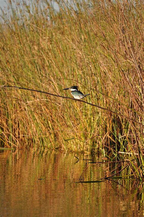 Esteros Del Ibera Corrientes Argentina Bird Animals Painting