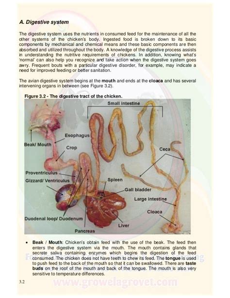 What Are The Parts And Functions Of The Reproductive System