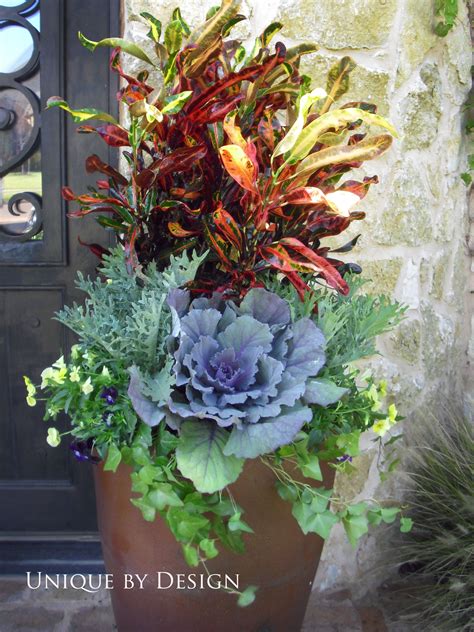 Mammy Croton Ornamental Cabbage Kale Ivy And Violas