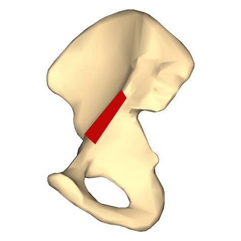 Level 2 Hip Bone Pelvic Anatomy Memrise
