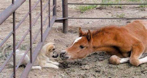 Cute Daring Puppy And Foal Becoming Acquainted I Love