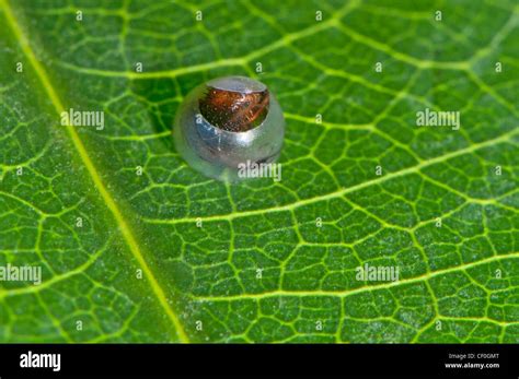 Una Larva De La Eclosión De Mariposas Morfo Azul Fotografía De Stock