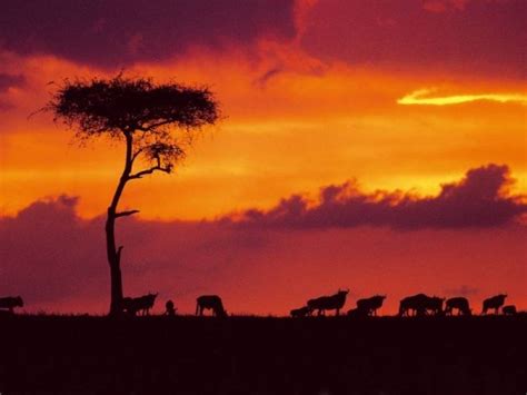 Maasai Mara National Reserve Kenya 7 Of The Worlds Best