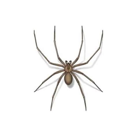 Brown Recluse Spider Identification And Behavior Active Pest Control