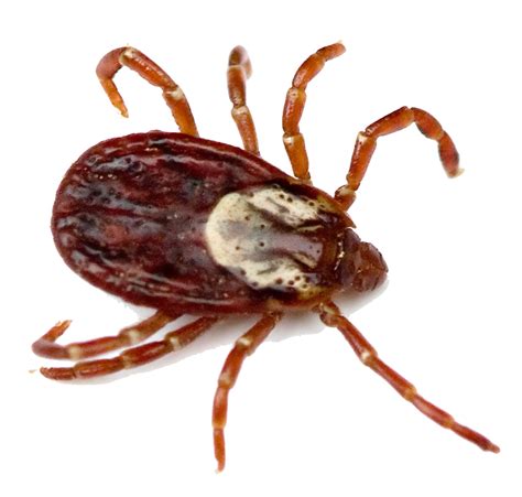 Tick Insect Png Download Png Image Tickpng13png