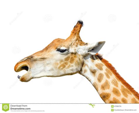 Cute Giraffe Head Isolated On White Background Funny Giraffe Head
