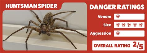 What Are The Most Dangerous Spiders In Australian Homes Spider Danger