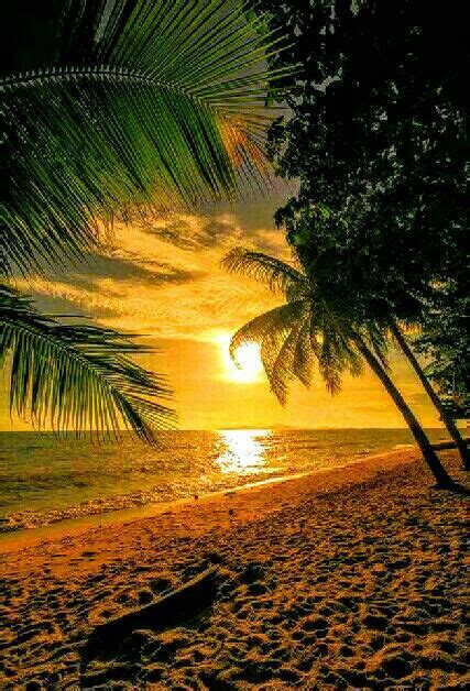 Sunset And Palms At The Beach Beautiful Images Nature Cool Pictures Of