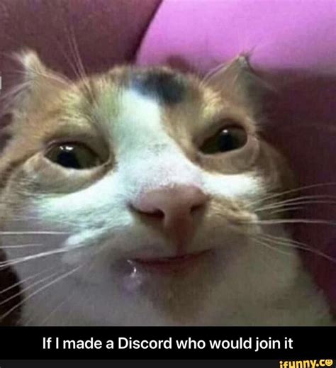 Funny Cat Profile Pictures For Discord Cat Mania