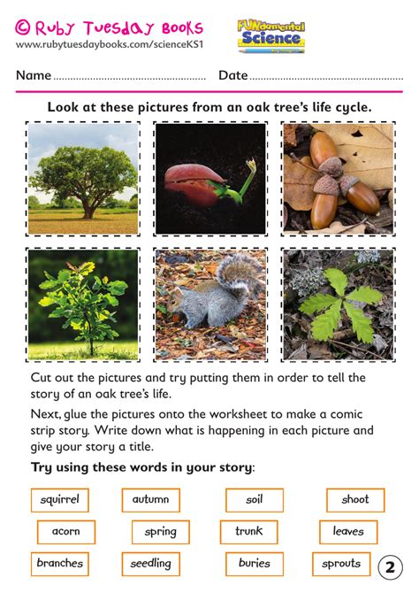 Ks1 Science Plants Life Cycle Of An Oak Tree Teaching Resources